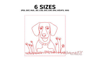 Cute Daschund Dog