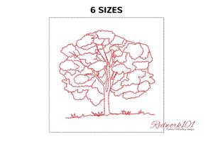 Elm Tree