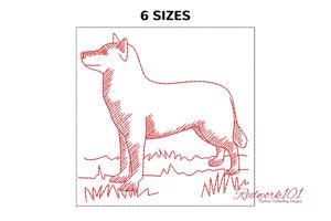 Dog Siberian Husky Breed