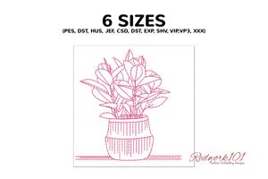 Virgo Plant in pot