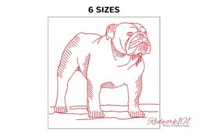 Bulldog Looking