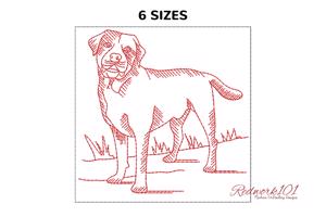 Labrador Dog